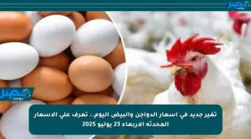 تغير جديد في أسعار الدواجن والبيض اليوم.. تعرف على الأسعار المحدثة الأربعاء 23 يوليو 2025